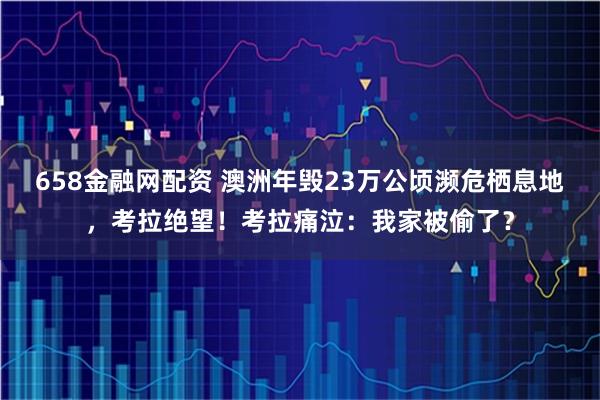 658金融网配资 澳洲年毁23万公顷濒危栖息地，考拉绝望！考拉痛泣：我家被偷了？