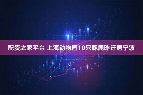 配资之家平台 上海动物园10只豚鹿昨迁居宁波